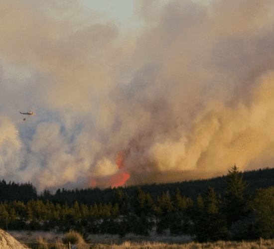 Department: 'Those found starting gorse fires are liable to prosecution by the Gardai'
