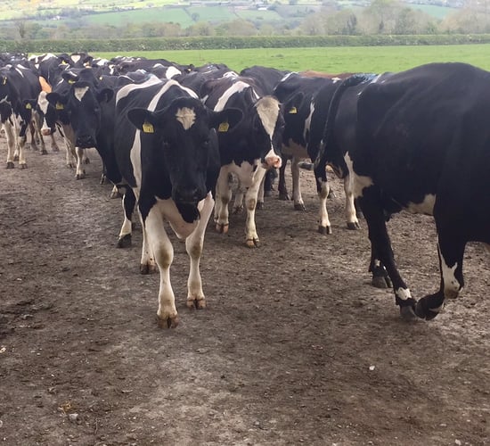 What is causing lameness on your farm during grazing?