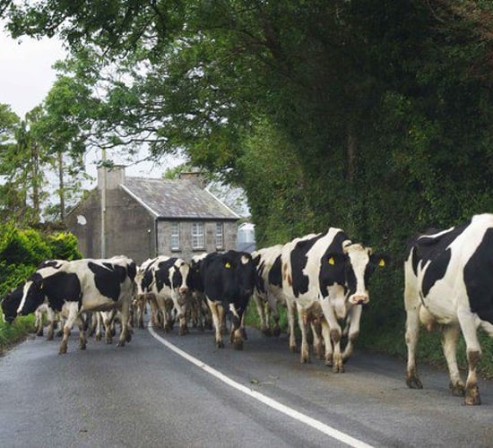 Poll: Should farmers' own labour costs be included in the National Farm Survey?