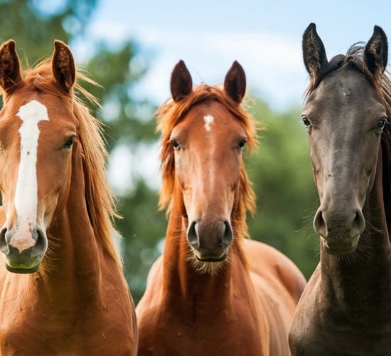 New online portal to allow for quick equine tracing