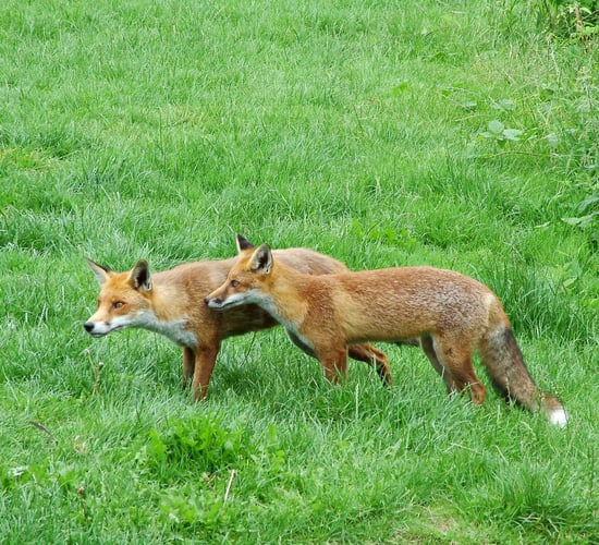Proposed ban on night-time hunting between September and March