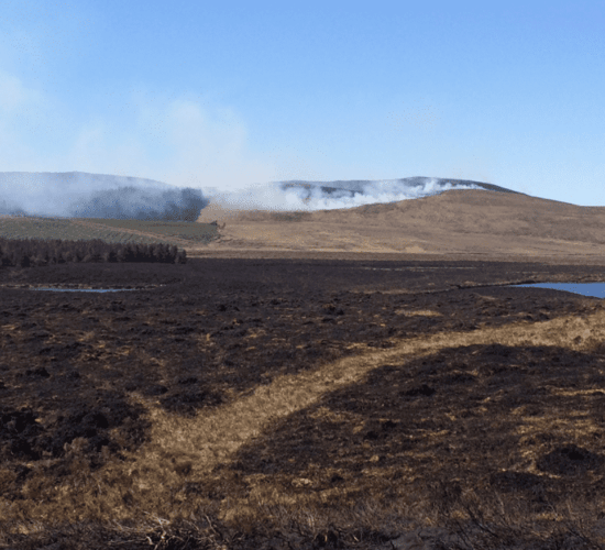 ‘Excluding illegally burnt land from farmers’ BPS applications is not fair’