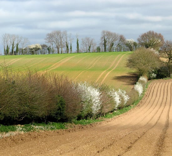 Sinn Fein calls for extension to GLAS hedgerow period