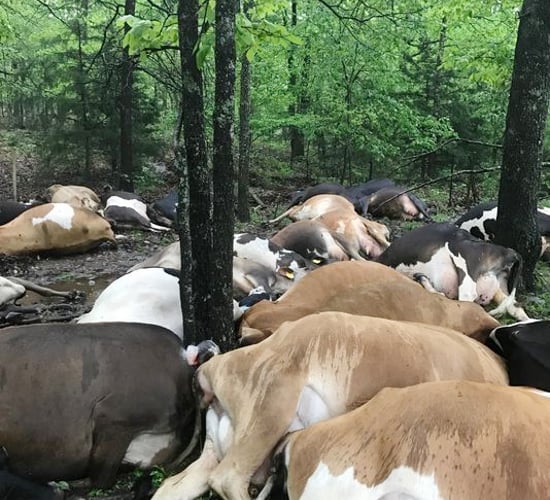 Can't win for losing: Lightning carnage at US dairy farm