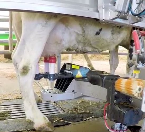 Watch: 40 'Lely' cows make the trip to the Balmoral Show