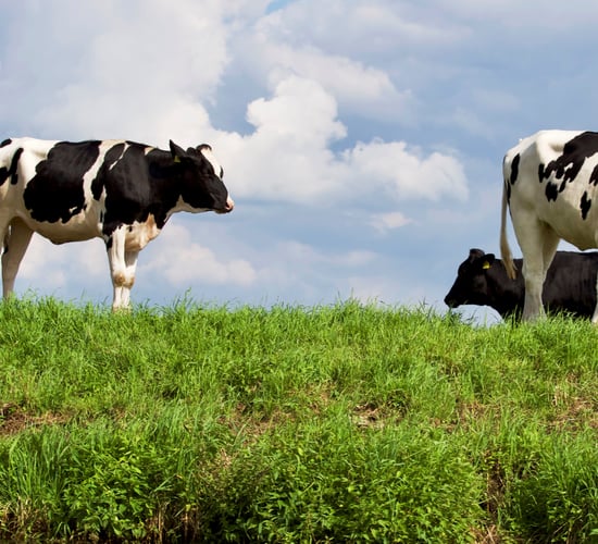 UK chief vet urges continued vigilance as bluetongue cases hit 55
