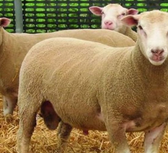 Move away from continental breeding pays dividends for Co. Tyrone sheep farmer