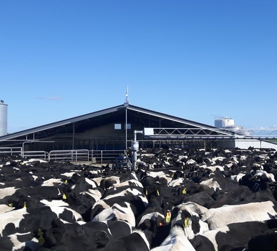 Disease which prompted cull spreads further in NZ