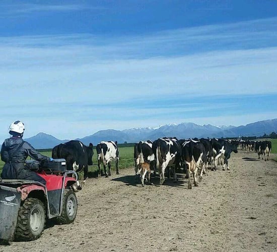New Zealand farmer hit by outbreak not charged