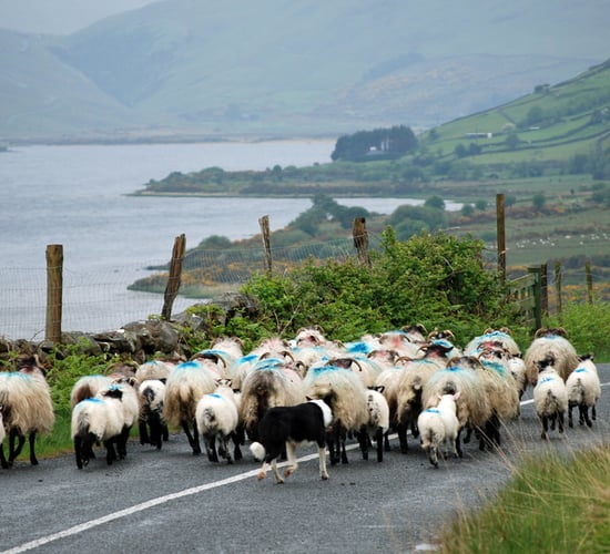 Map: Where are Ireland's sheep?