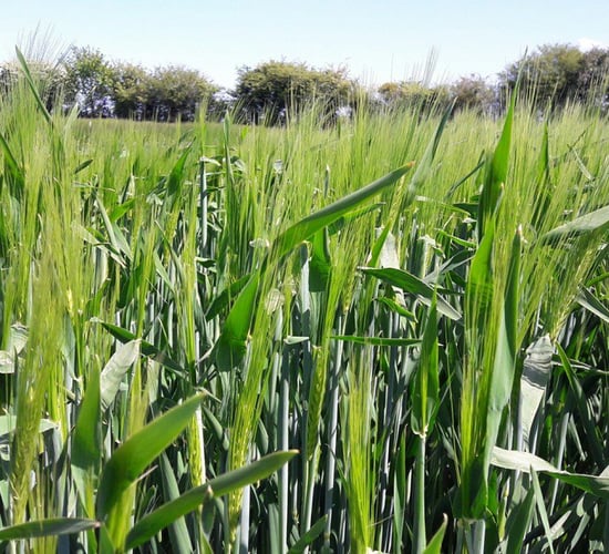 Don’t be complacent with disease control programmes