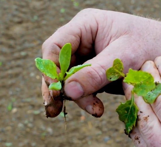 Why are split spray applications so important for fodder beet?