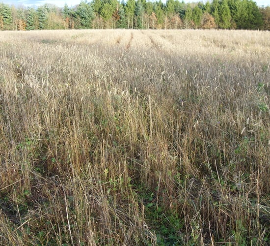 New premixed GLAS wild bird cover crop reduces rat problems
