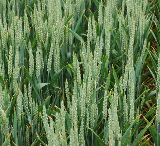 Major challenge posed by Black Grass and Brome Grass