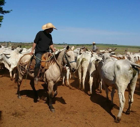 A student's view: Scanning 500 Nelore cows - all in a day's work in Brazil