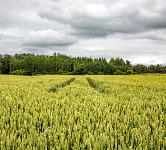 'Timing of fungicide application is becoming more critical'
