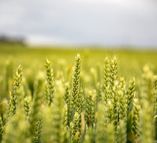 Could variety selection solve Ireland's septoria problem?