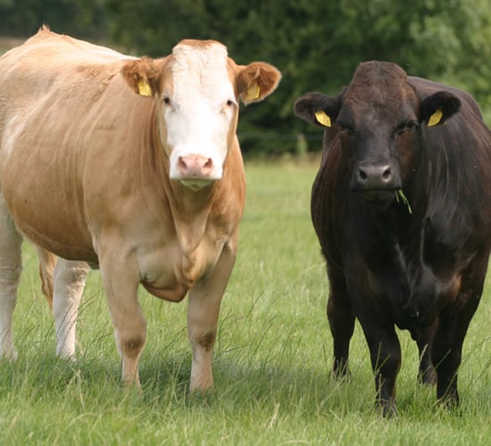 Cattle die from suspected botulism in Wexford