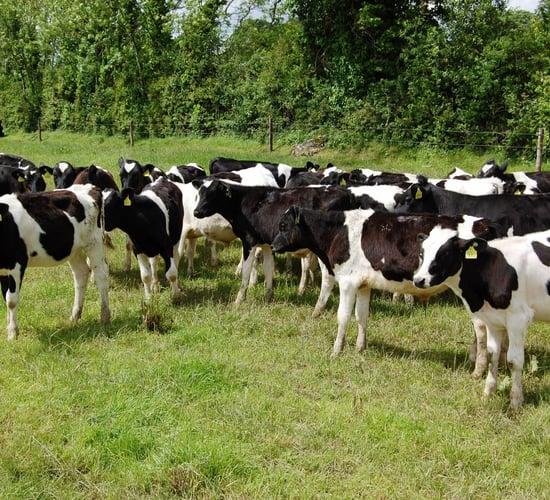 EU outlook: Less pressure expected on dairy farmer margins