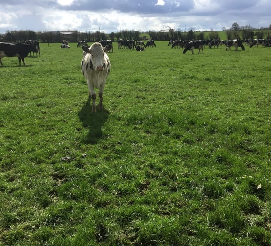 Don't let rain scupper June grazing