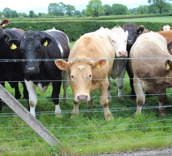 Momentum grows for switch from beef to dairy