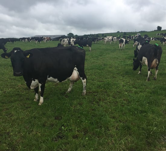 Pics: Doing the ordinary things extraordinarily well sets Waterford dairy farm apart