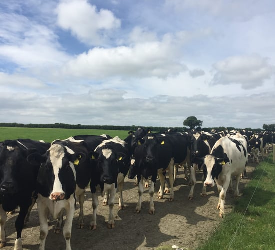 Farm focus: Milking 355 cows in the midlands