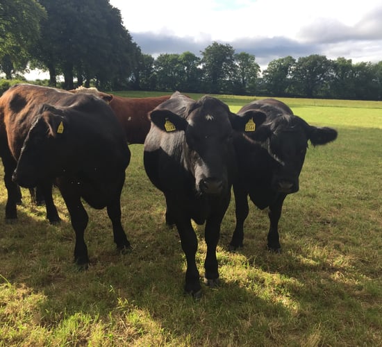 €1 million boost for June steer finishers