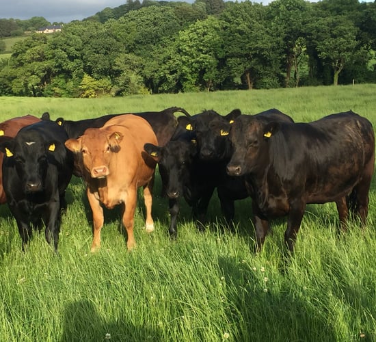 Pics: How one organic farm generated gross margin above €1,300/ha