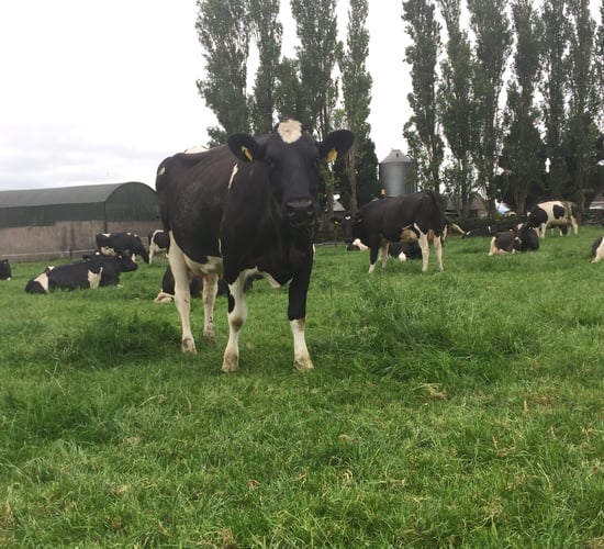 Dedicated to Friesian breeding in Co. Tipperary