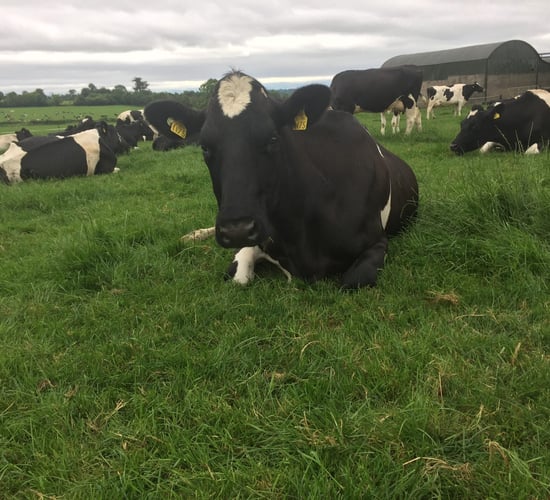 No easy fix to solve the dairy industry's labour shortage - Creed