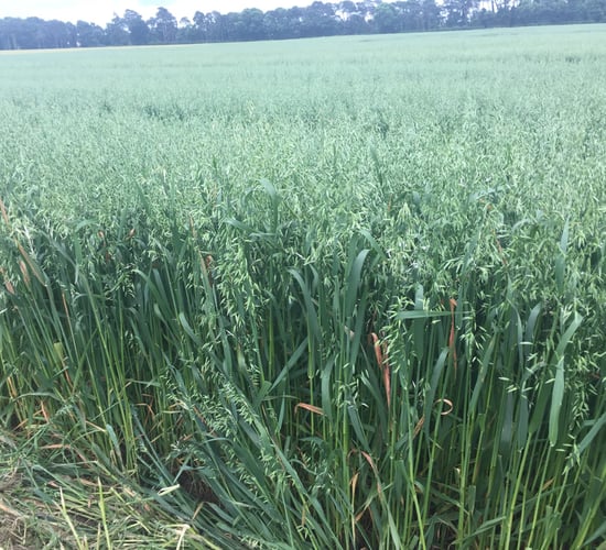 Herbicide resistant strains of wild oats found in Ireland
