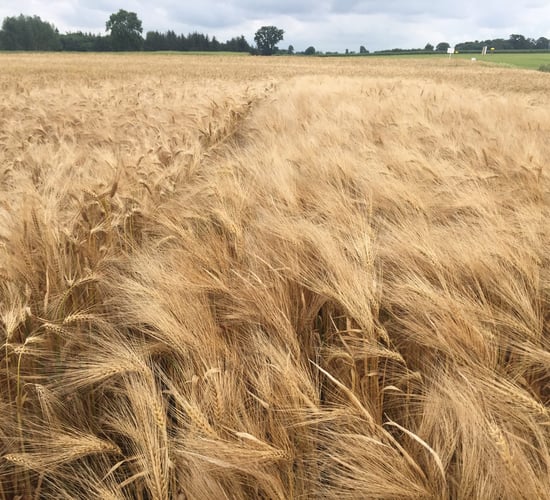 Does barley yellow dwarf virus pose a threat to my crops?