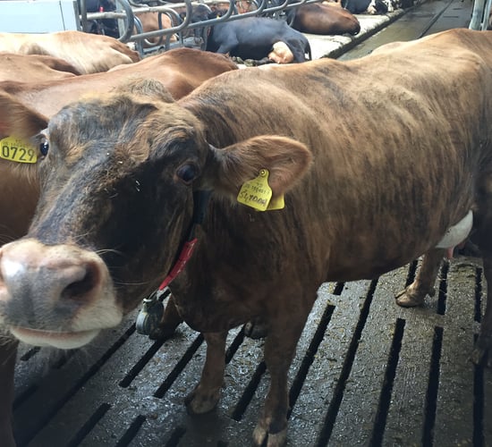 Five things the Irish dairy industry could learn from Iceland