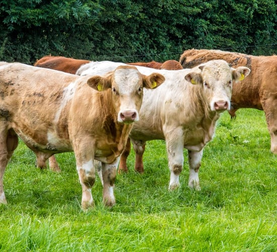 Healy-Rae: Live export moves 'should reflect better prices for farmers'