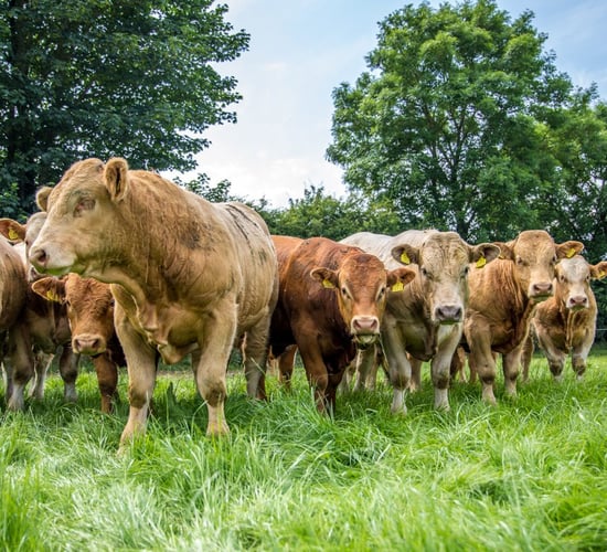 Farming falsehoods: 'The level of vilification is out of control'