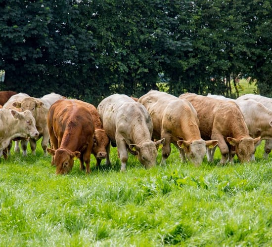 WTO tariffs would have a 'crippling effect' on beef