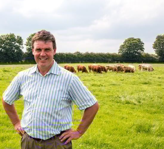 Pics: Maximising profitability from a suckler-to-beef herd