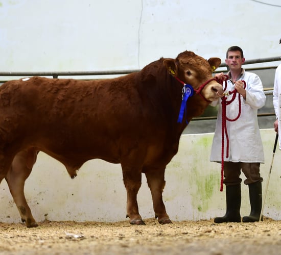 Five-star bulls top Irish Limousin Society's sale