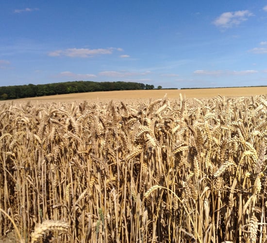 New Ukraine import limits 'fail to address farmer concerns'