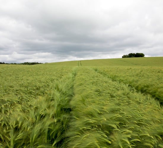 CROPS WATCH UPDATE: Winter barley on track to produce high yields
