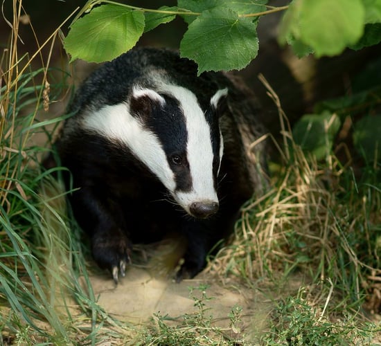 Listen: Areas of badger vaccination see increase in TB