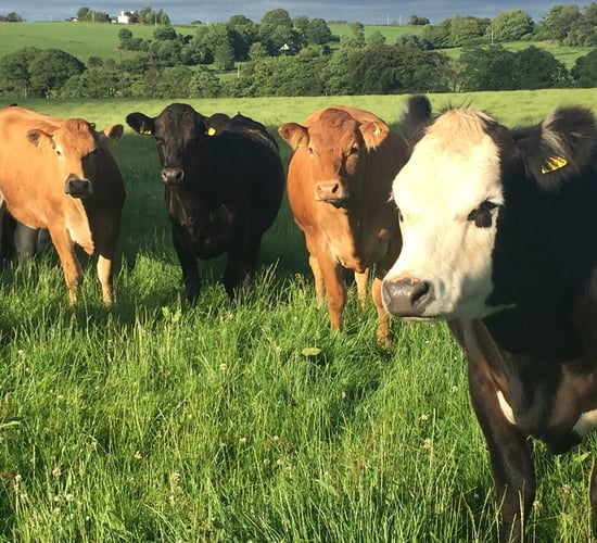 €20/t beef and sheep feed bonus announced by Glanbia Ireland