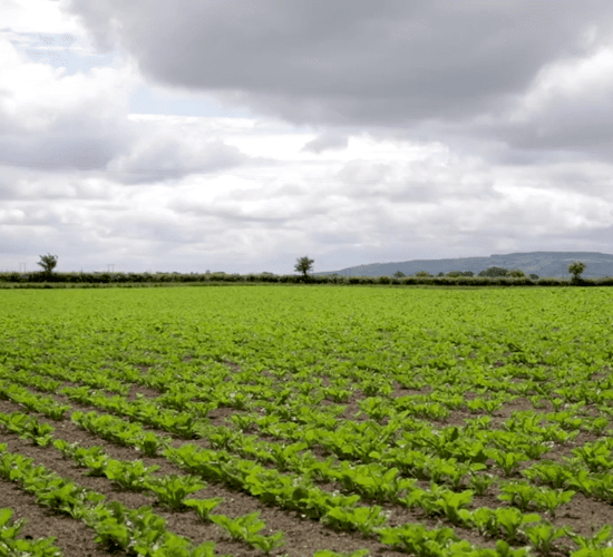 CROPS WATCH UPDATE: The importance of boron for beet crops
