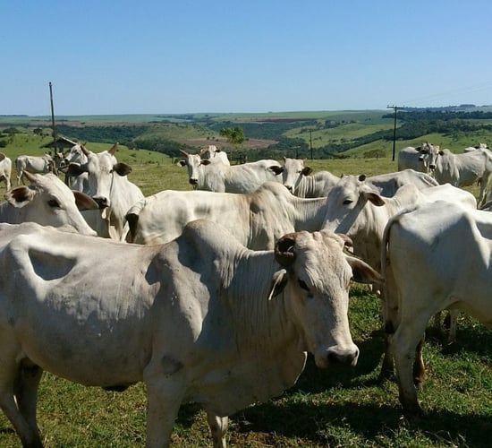 Fears EU countries could be left out of Mercosur deal approval
