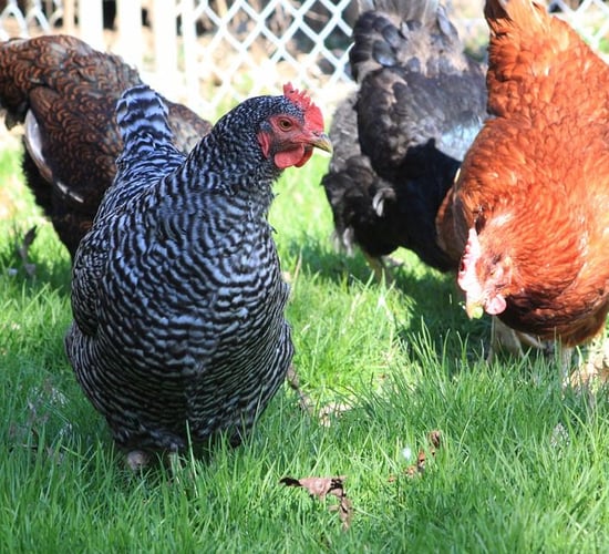 Fox breaks into chicken coop...and gets pecked to death