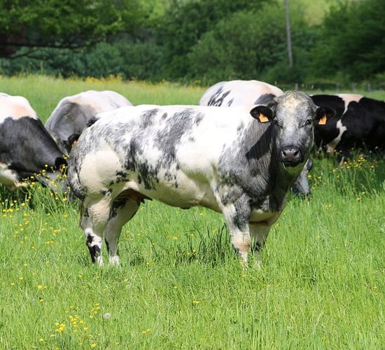 Agricultural science student award winners announced