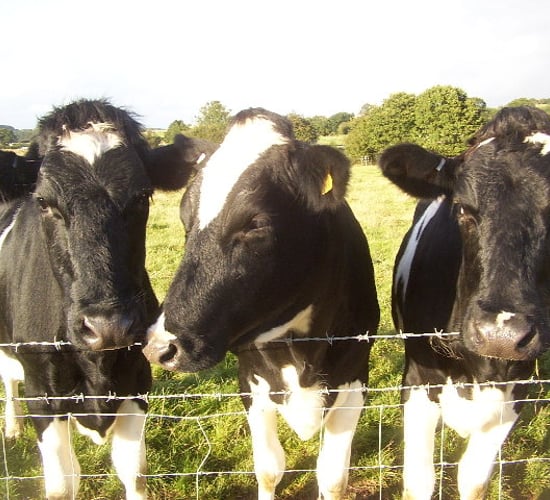 'North Tipp inspection concerns need to be confronted - countrywide'