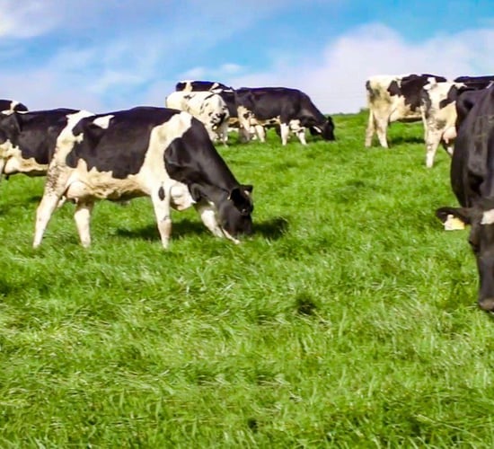 Breeding season: Wrapping up as early as possible