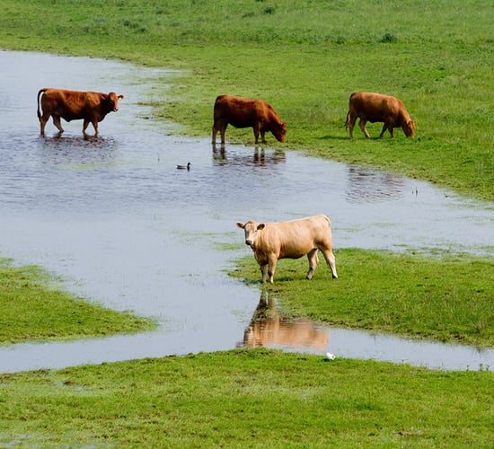 Farmers 'victimised' as Lough Funshinagh flooding issues remain unsolved